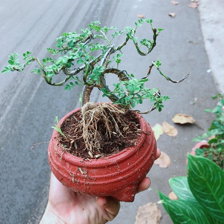 Chậu Cây Cần Thăng