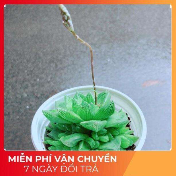 Sen Đá Size Trung 45k