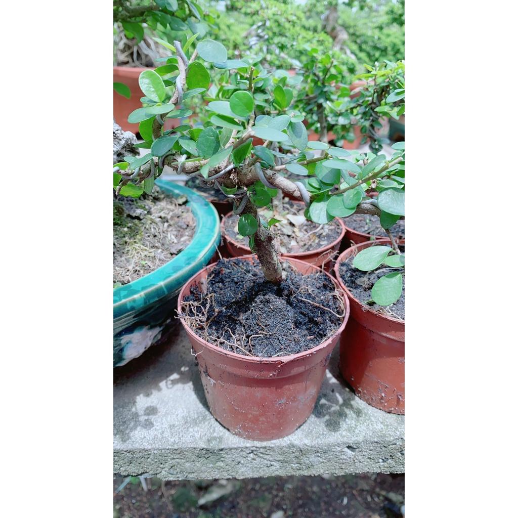 Linh Sam Trái Bonsai