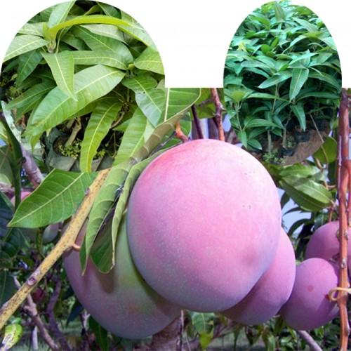 CÂY GIỐNG XOÀI TÍM SIÊU QUẢ- CAM KÊT GIỐNG CHUẨN F1 - CGXTTLF1
