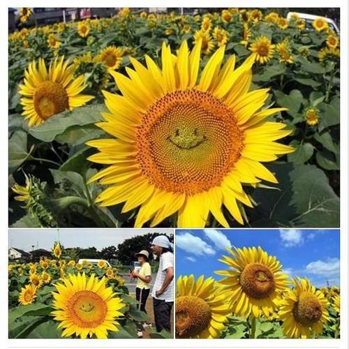 500 hạt giống hướng dương cao