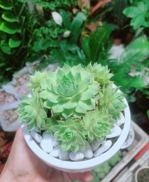 Phật Bà Xanh Kèm Chậu Sứ