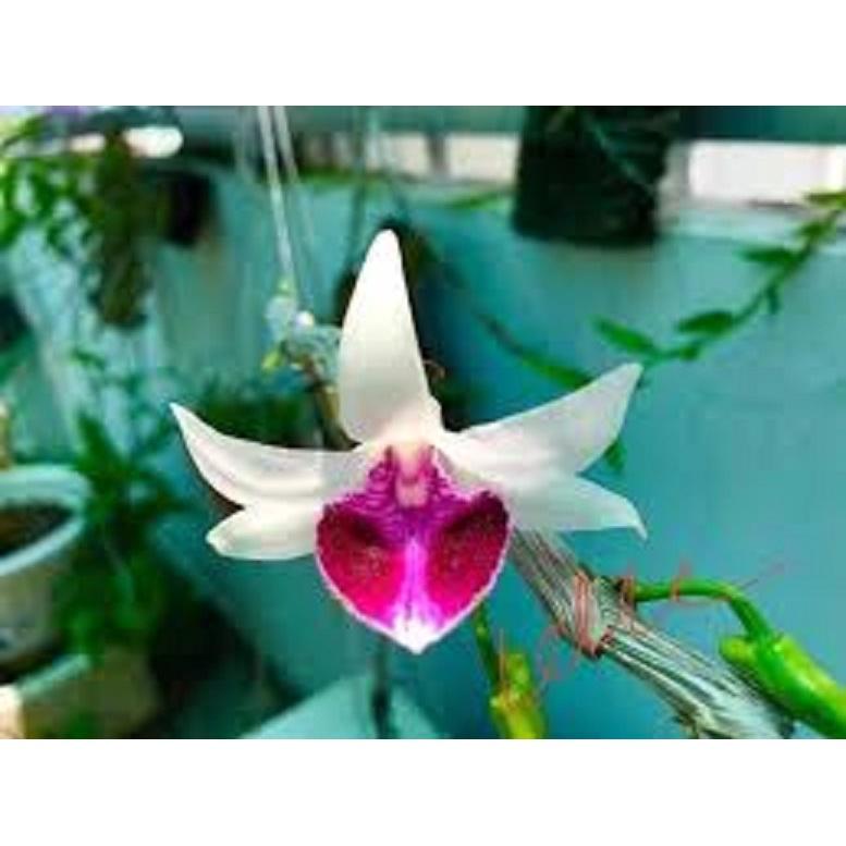 LAN PHI ĐIỆP 5 CÁNH TRẮNG VÕ TÒNG