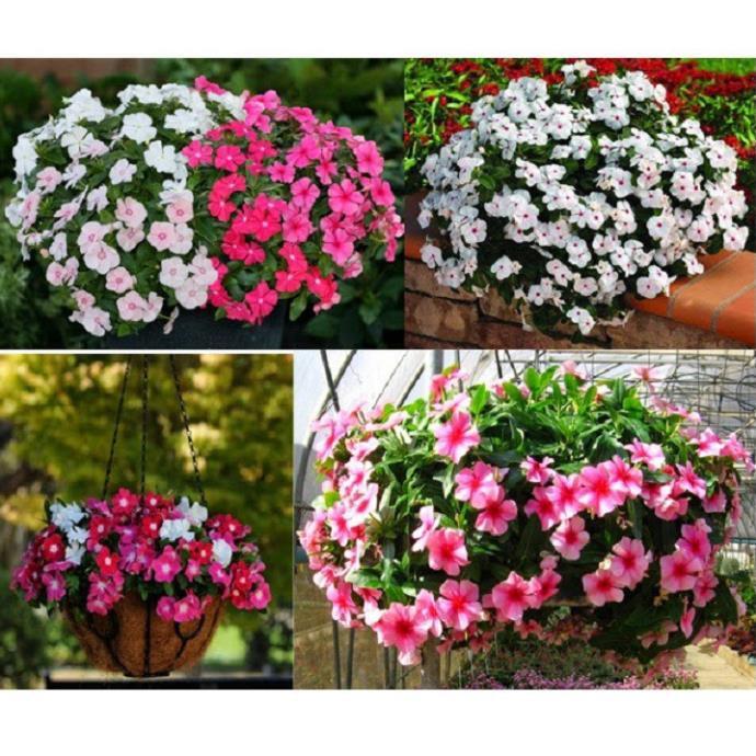 CHẬU HOA DỪA CẠN SIÊU ĐẸP