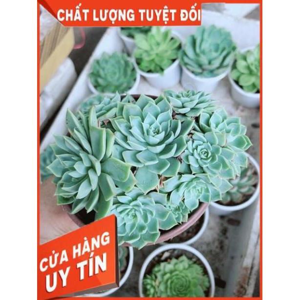 Sen Đá Size Trung Đồng Giá 45k