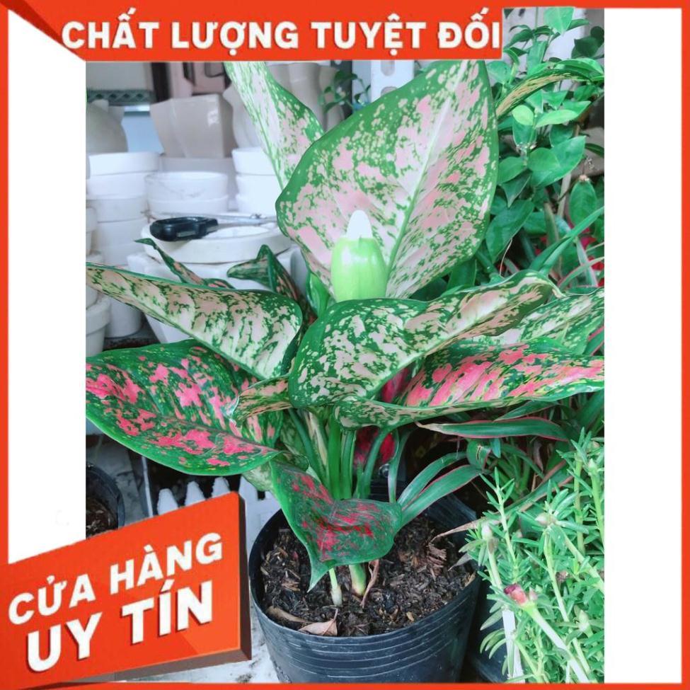 Cây Vạn Lộc Size Lớn