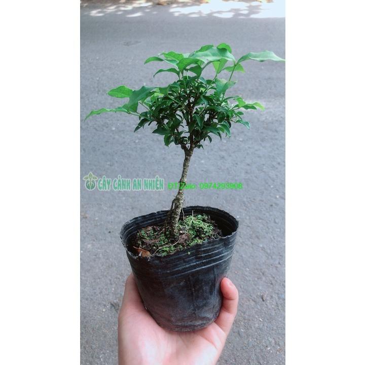 Sam Hương Bonsai