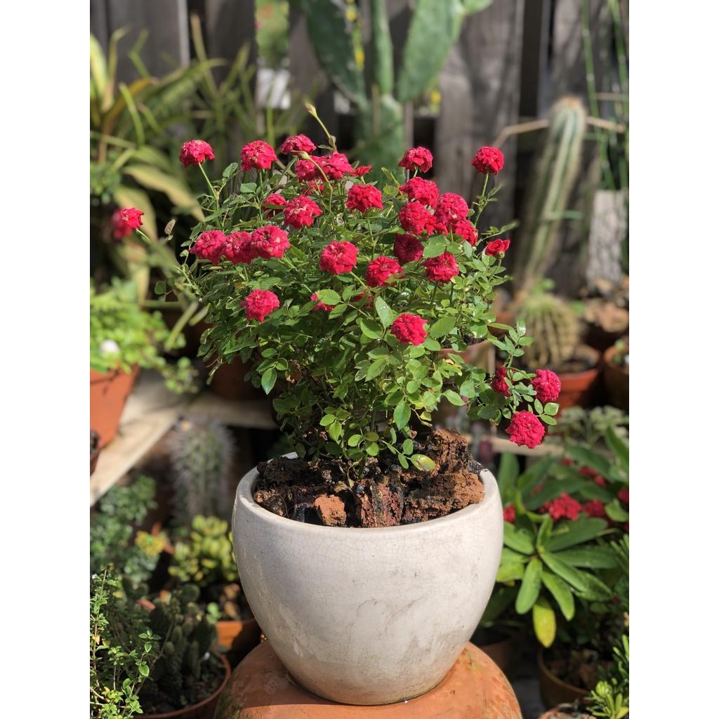 Chậu sứ cây hoa hồng tỷ muội hoa đỏ