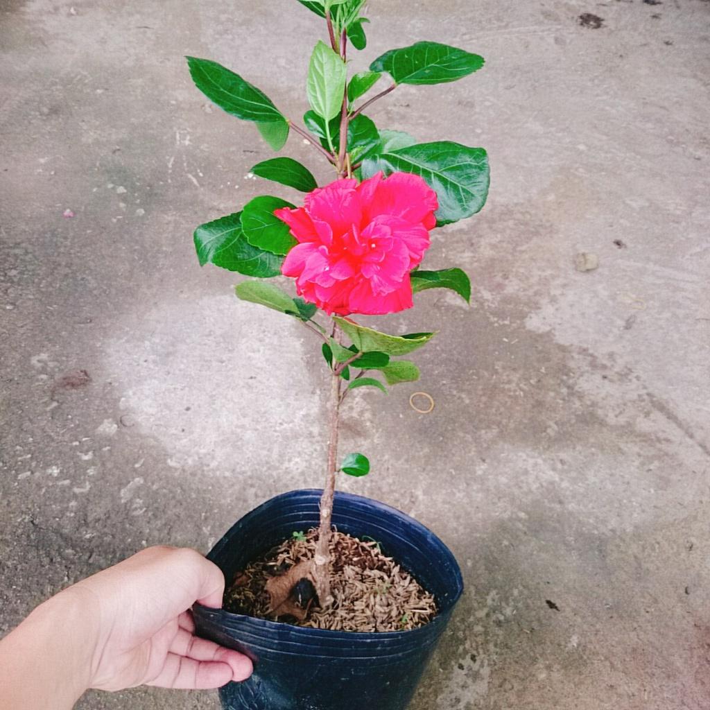 Hoa Dâm Bụt Thái - + tặng phân bón cho cây mau lớn