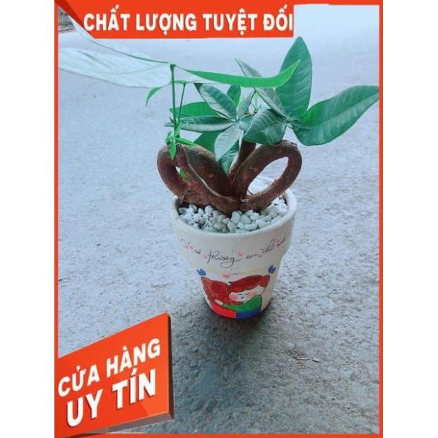 Chậu Kim Ngân Nơ