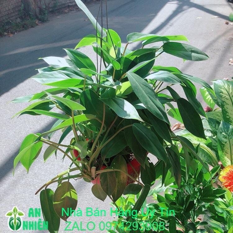 Trầu Bà Tỷ Phú