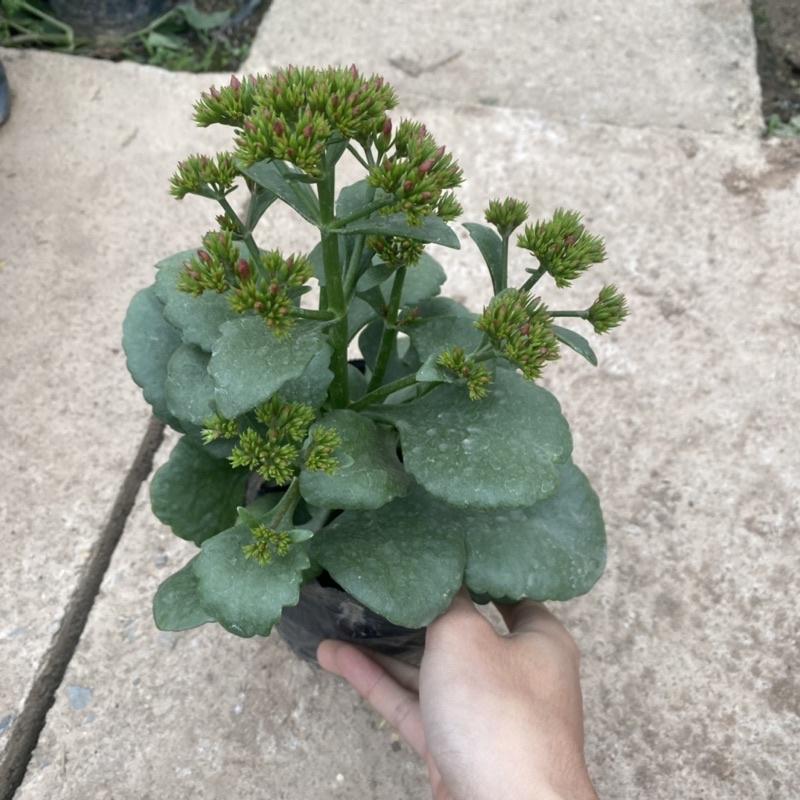 Cây hoa sống đời trồng trong bịch đen như hình