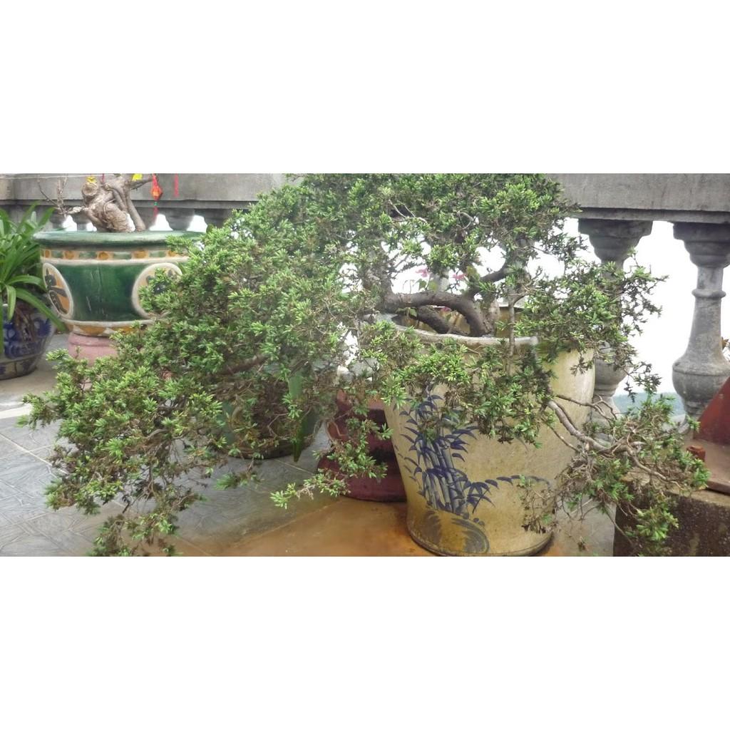 CHẬU CÂY TÙNG XÀ SIÊU ĐẸP