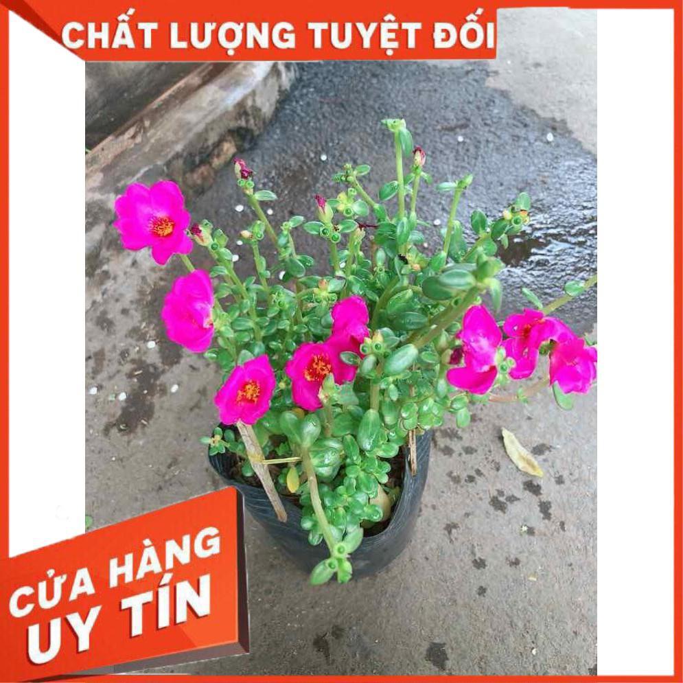 Cây hoa sam Nhiều Người Mua