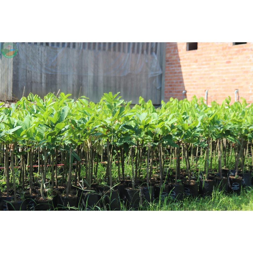 Cây giống Chôm Chôm Tiến Cường .