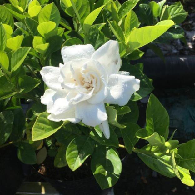 COMBO 2 BẦU CÂY GIỐNG HOA BẠCH THIÊN HƯƠNG-nguyên bầu cây giống