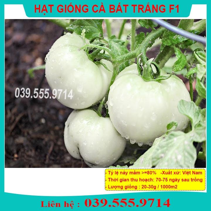 HẠT GIỐNG CÀ BÁT TRẮNG QUẢ TO TRÒN GIEO TRỒNG QUANH NĂM