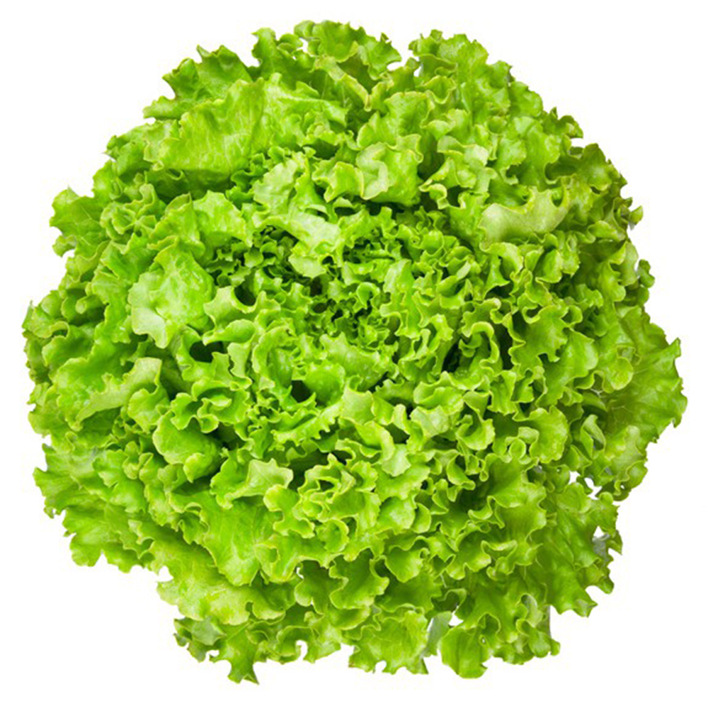 Hạt Giống Rau XÀ LÁCH Xoăn Xanh Chất Lượng Cao Gói 5Gr - RL033