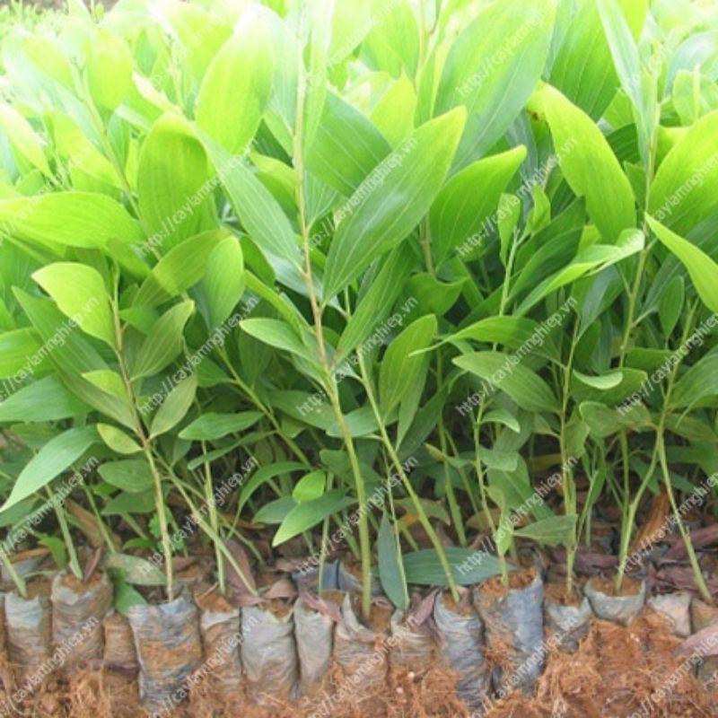 HẠT KEO TAI TƯỢNG