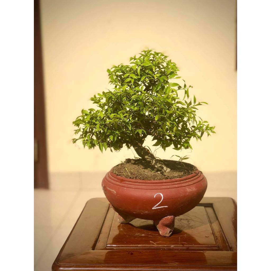 Cây mai chiếu thủy bonsai (ảnh thật) cây số 1-8 tùy chọn