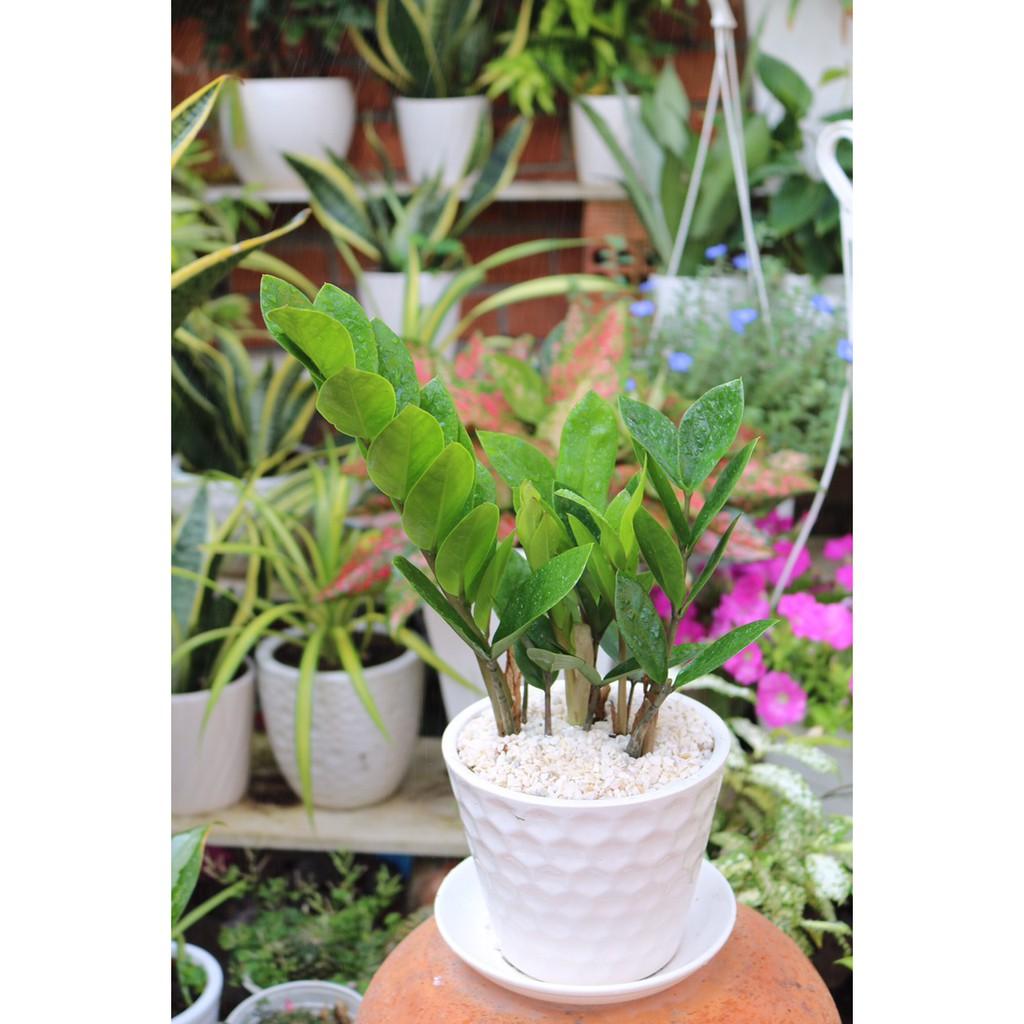 Chậu cây Kim Tiền để bàn