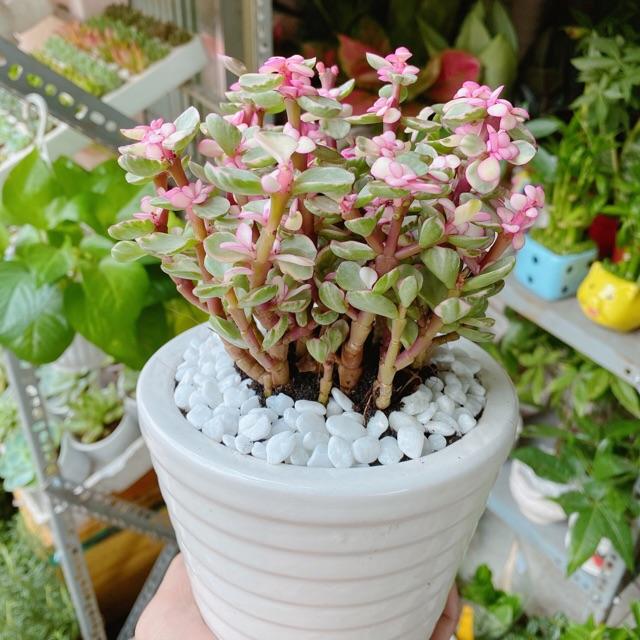 Chậu Đô La Hồng