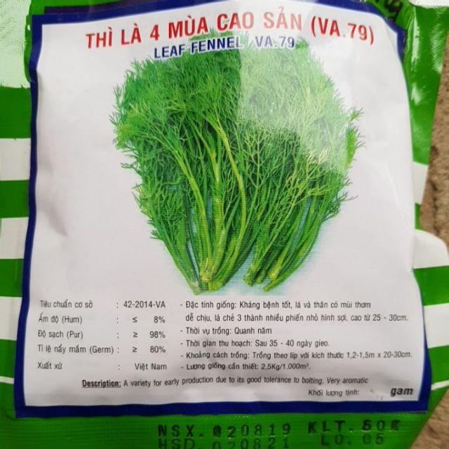 Hạt giống rau thì là bốn mùa ( rau thanh hao ) 10g