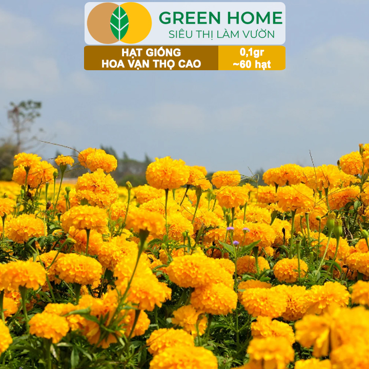 Hạt Giống Hoa Vạn Thọ Cao Nhiều Màu GreenHome, Gói 0,1g~60 hạt, Dễ Trồng Quanh Năm, Hoa To H20