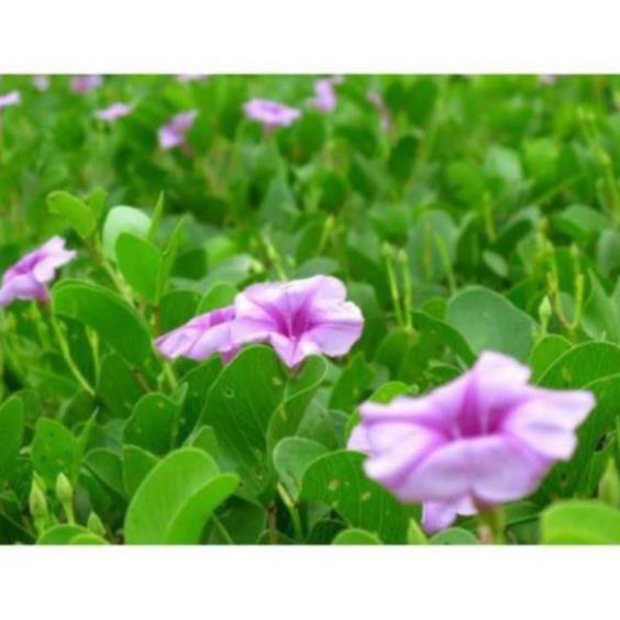 Cây giống muống biển