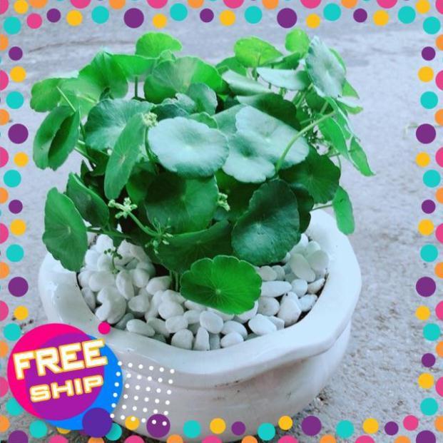 Chậu Cỏ Đồng Tiền