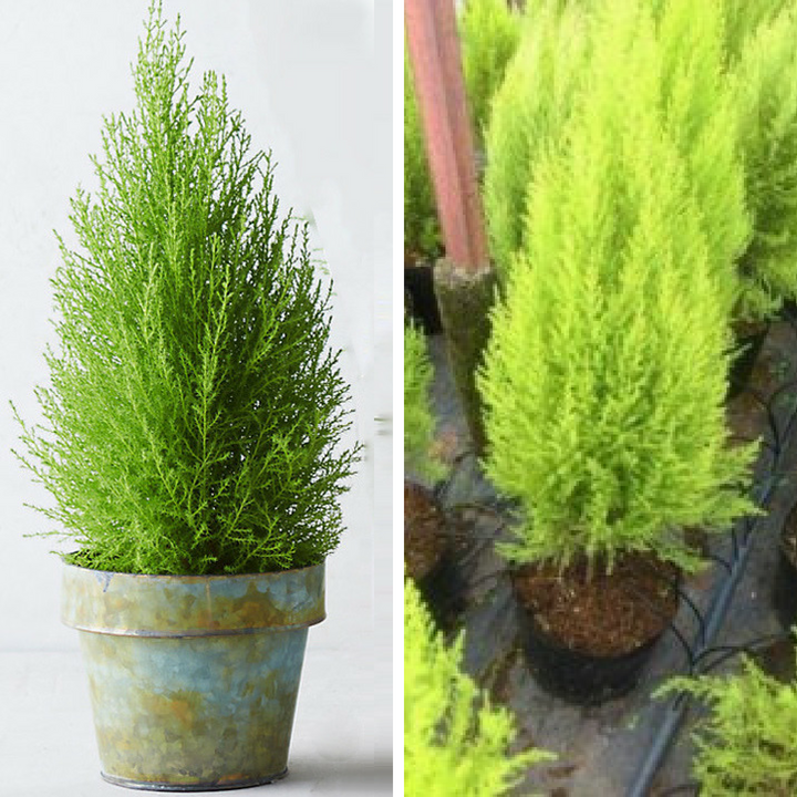 Cây tùng thơm - chậu cây tùng thơm Đà Lạt cây đẹp giống chuẩn