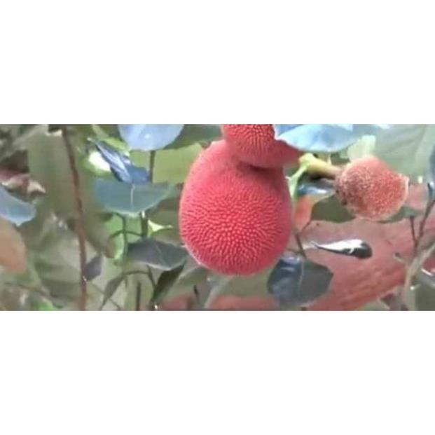 Sản phẩm CÂY MÍT ĐỎ chuẩn giống