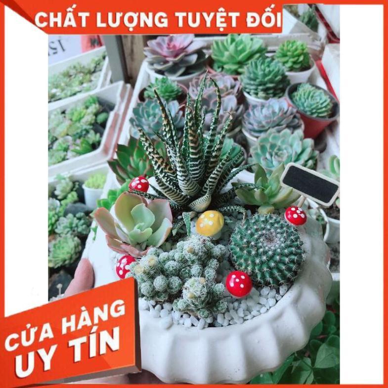 Chậu xương rồng mix Nhiều Người Mua