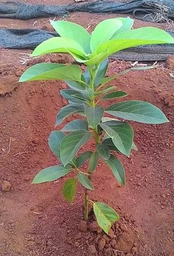Cây giống bơ tứ quý cho trái siêu sớm sau bầu to cây khỏe
