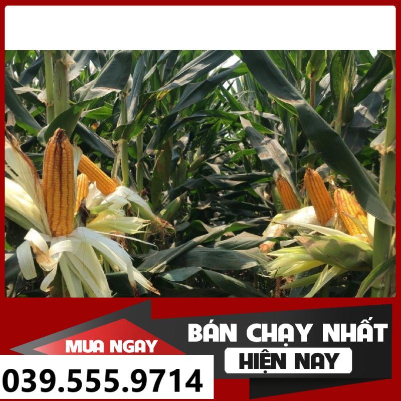 HẠT GIỐNG NGÔ SINH KHỐI SSC586 100G - DỄ TRỒNG DỄ CHĂM NĂNG SUẤT CAO