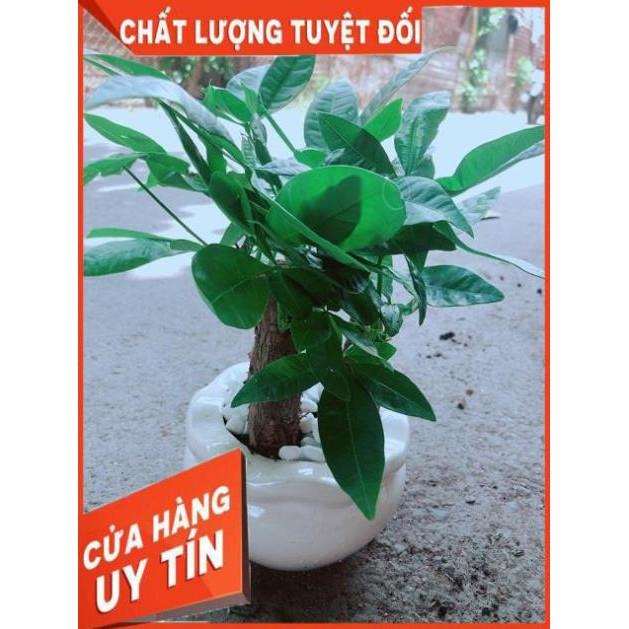 Chậu Kim Ngân 3 Thân