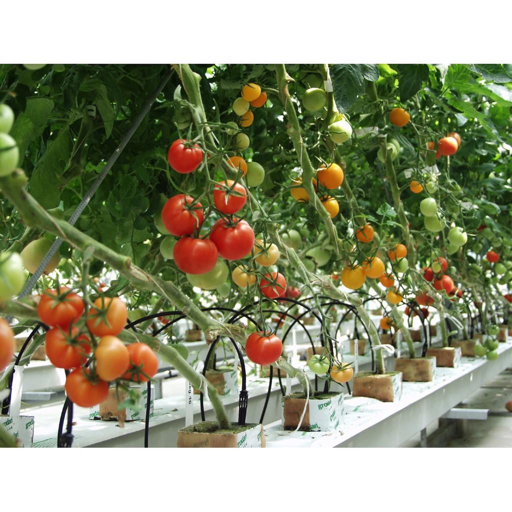 Bộ dung dịch thủy canh cho cây ăn quả cao cấp Hydro Umat F, dung dịch thủy canh Gia Viên
