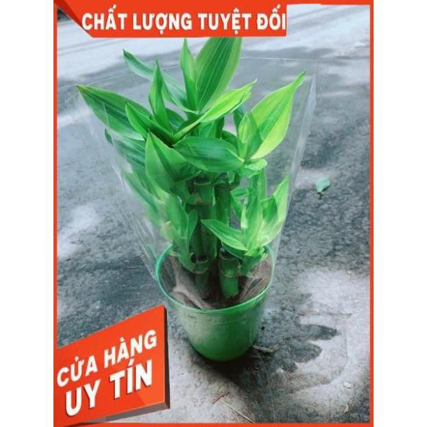 Chậu Trúc Phát Tài
