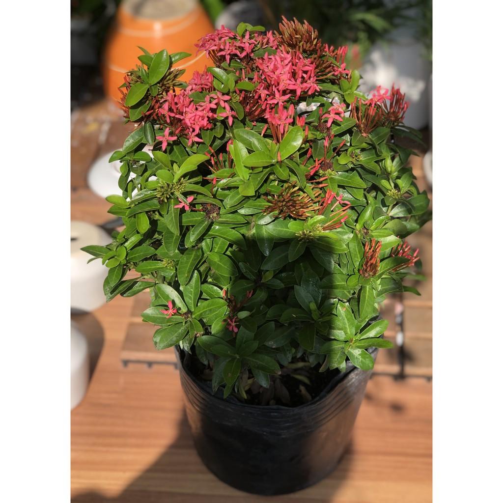 Chậu hoa trang thái đỏ