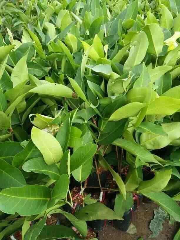 CÂY GIỐNG ROI ĐÀO ĐÁ MIỀN TÂY