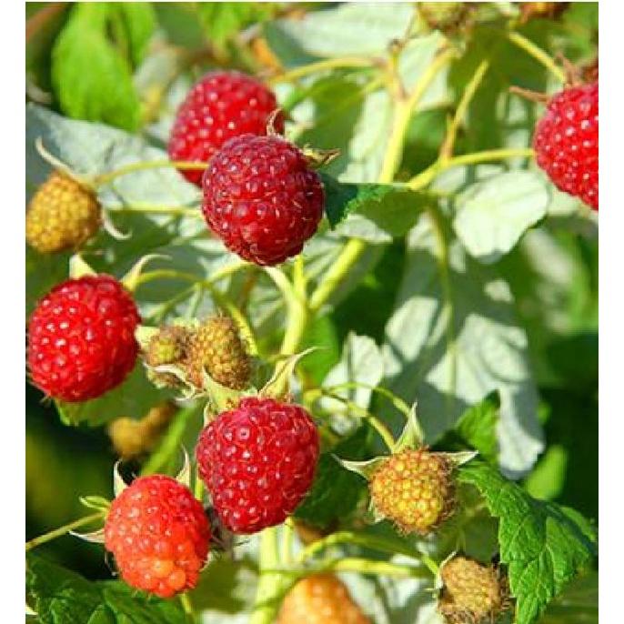 Hạt giống cây ăn trái mâm xôi đỏ-Gói 30 hạt/tặng kèm gói phân bón lót