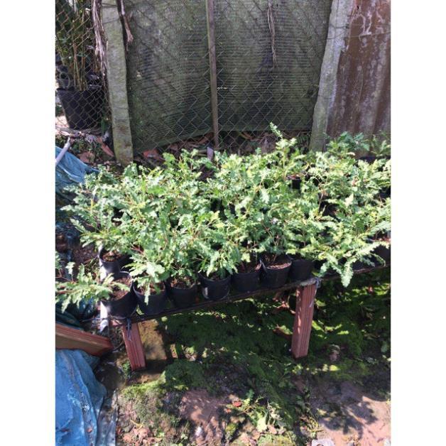 Cây ổi đuôi phụng ruột vàng