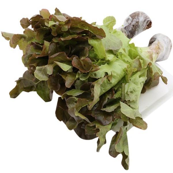 Hạt giống Xà Lách Sồi Đỏ Okaleaf 50 hạt