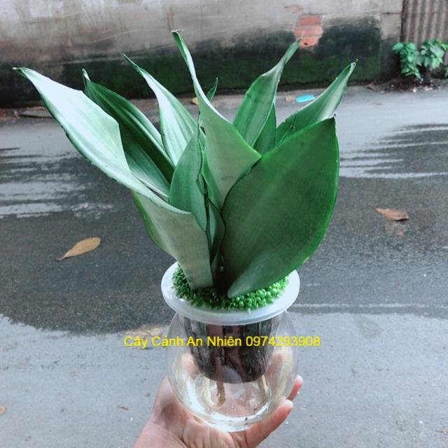 Chậu Lưỡi Hổ Bạc Trồng Thuỷ Sinh