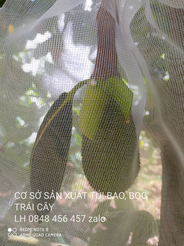 50 CÁI TÚI BAO,BỌC MÍT LƯỚI CƯỚC THÁI LOẠI TỐT 50*70 cm