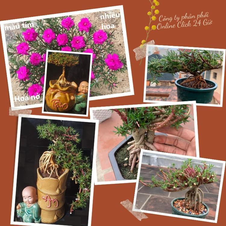 10 Cành Giống Hoa Mười Giờ Bonsai Loại Chuyên Nuôi Gốc To Để Làm BonSai Trồng Được Lâu Năm Hoa Nở Cả Ngày Mau Lớn