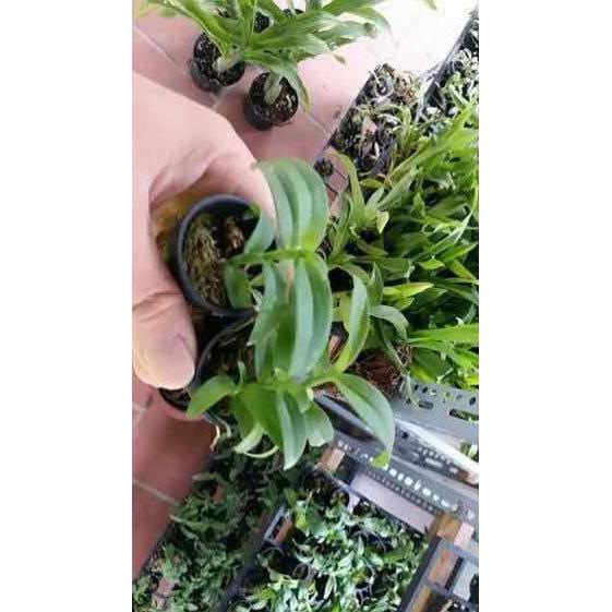 Phi điệp gái nhảy hàng giống