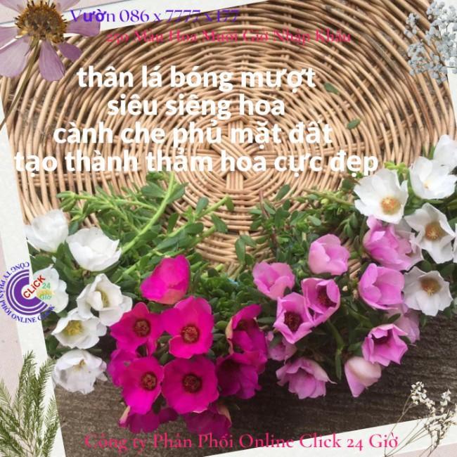 Hoa Mười Giờ Sam Giọt Nước Giống Mới Tuyệt Đẹp Hoa Nhiều Dầy Đặc Hoa Mười Giờ Bonsai & Phụ Kiện