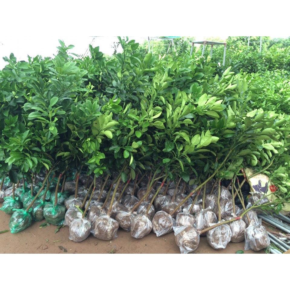 Bưởi Da Xanh Choai cây vài tháng ăn quả chất lượng tốt năng suất cao