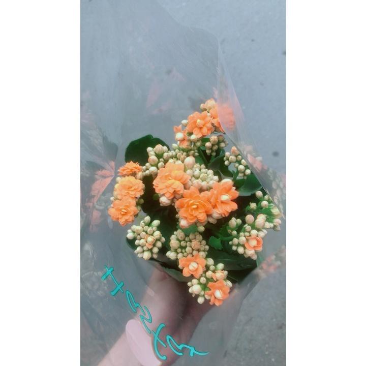 Hoa Sống Đời